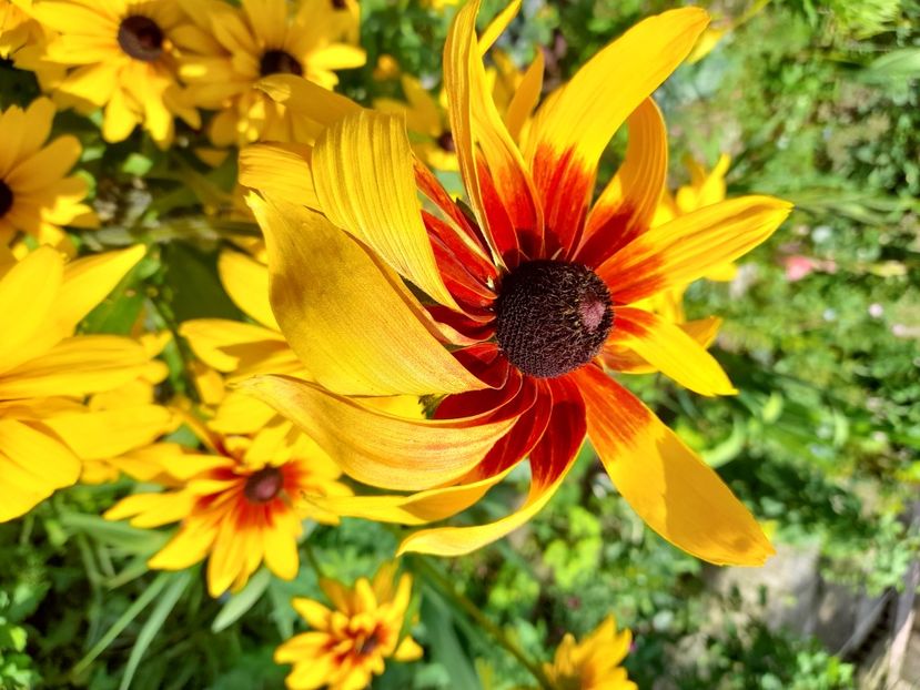  - Rudbeckia