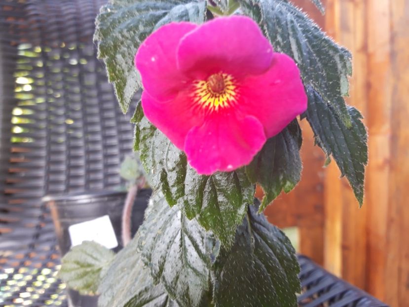  - Achimenes