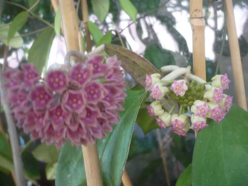 P1490641 - HOYA 2021-2