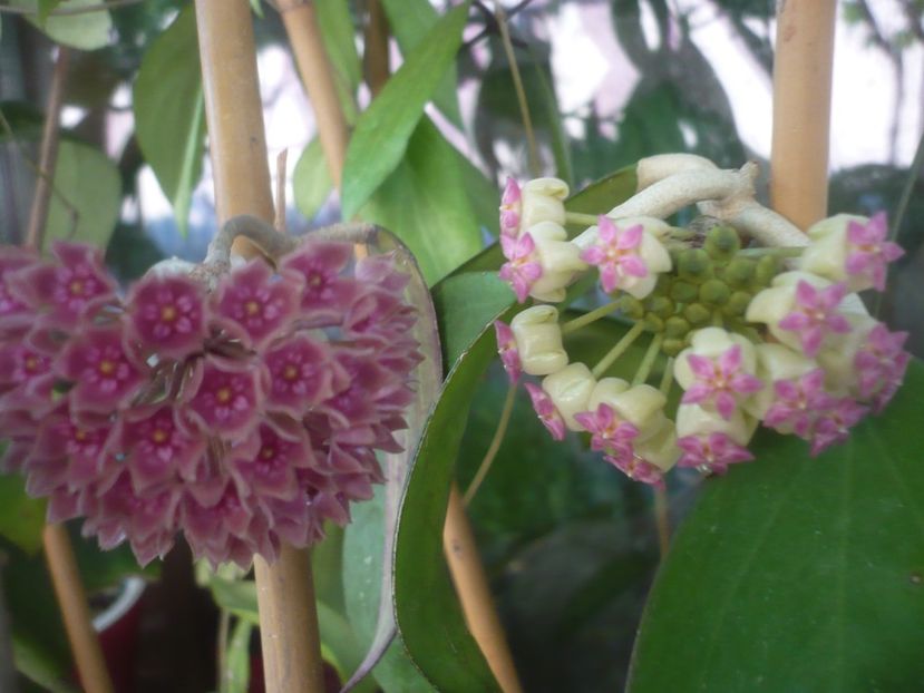 P1490642 - HOYA 2021-2