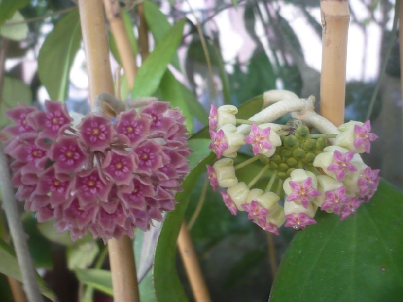 P1490643 - HOYA 2021-2