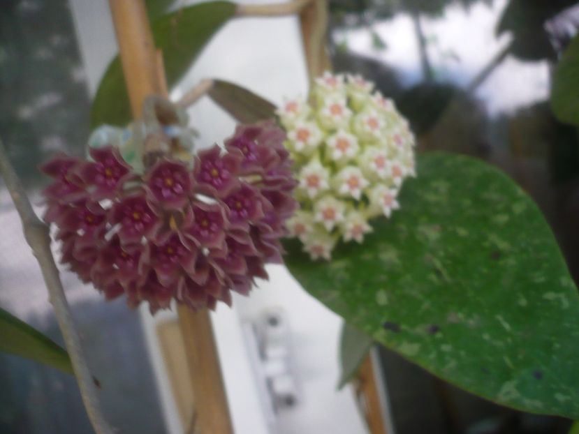 P1490645 - HOYA 2021-2