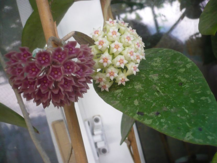 P1490646 - HOYA 2021-2