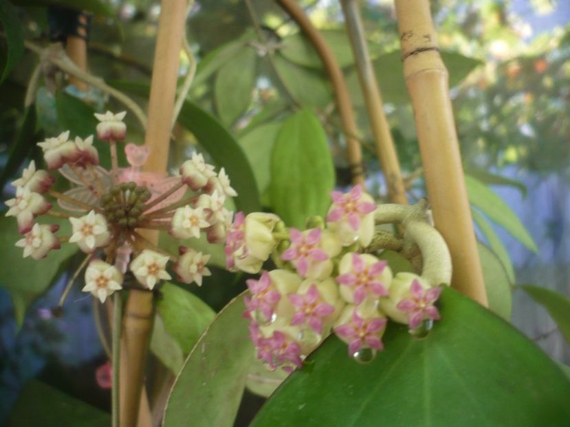 P1490652 - HOYA 2021-2