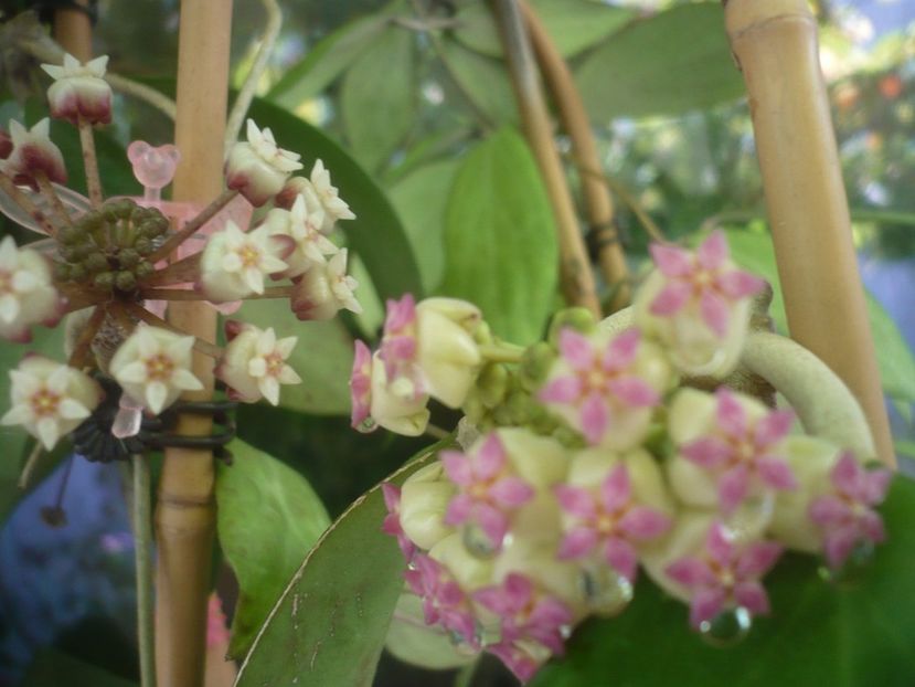 P1490653 - HOYA 2021-2