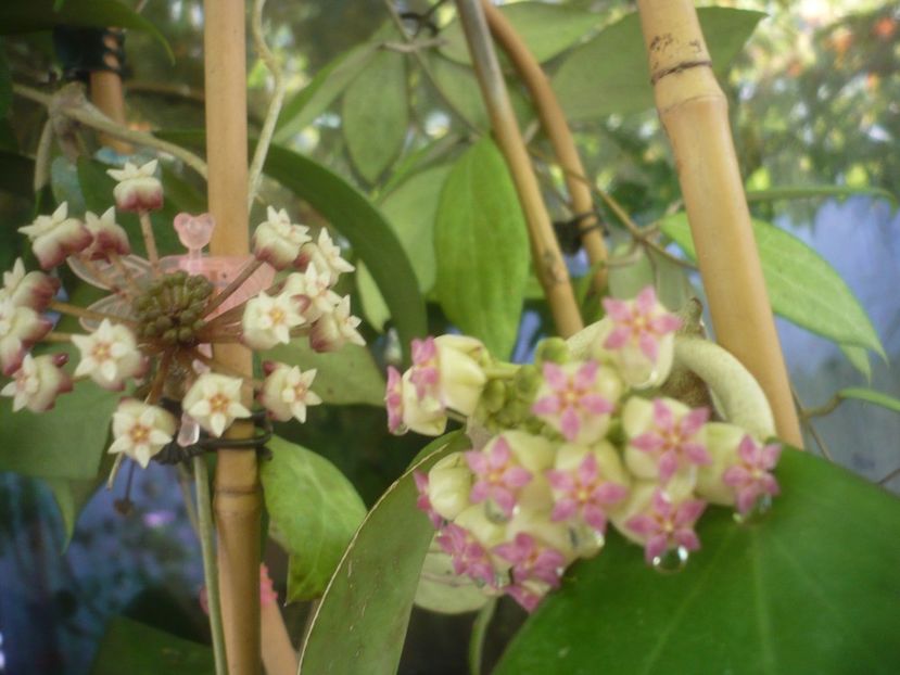 P1490654 - HOYA 2021-2