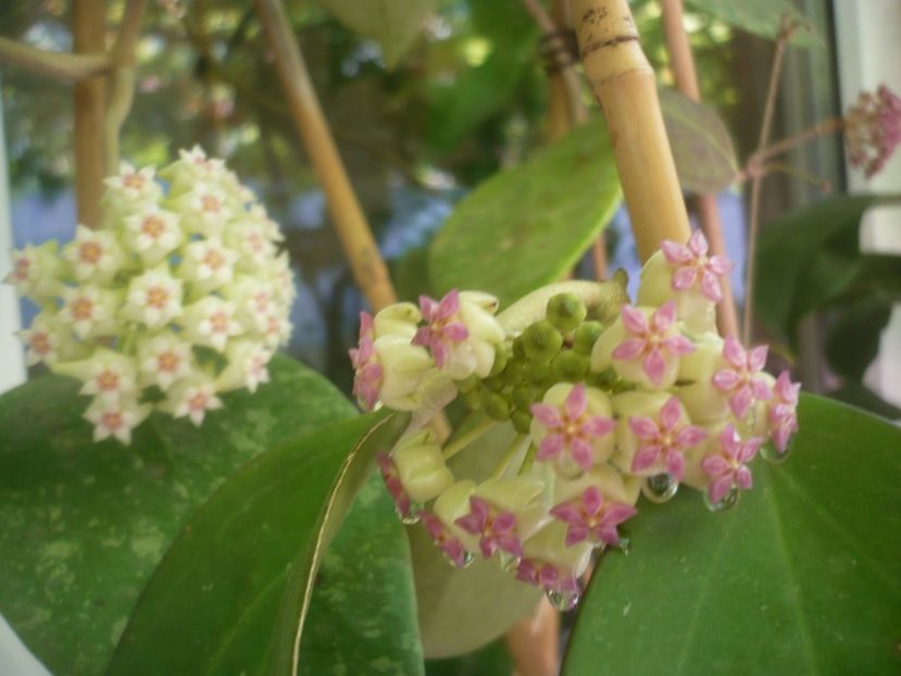 P1490657 - HOYA 2021-2