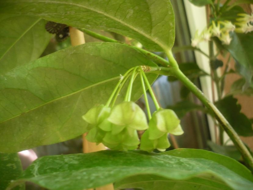 P1490660 - HOYA 2021-2
