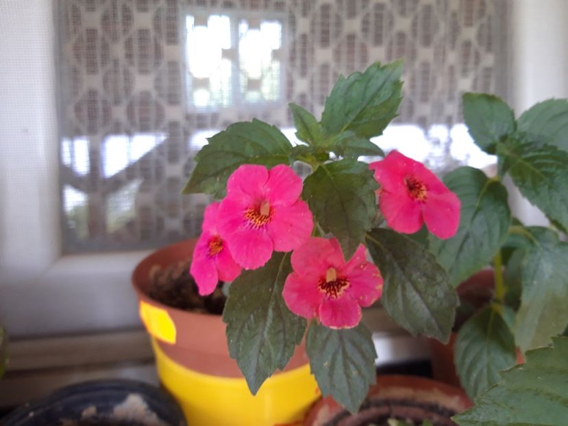  - Achimenes
