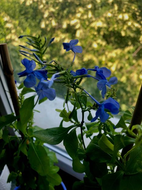 Plumbago - Plumbago