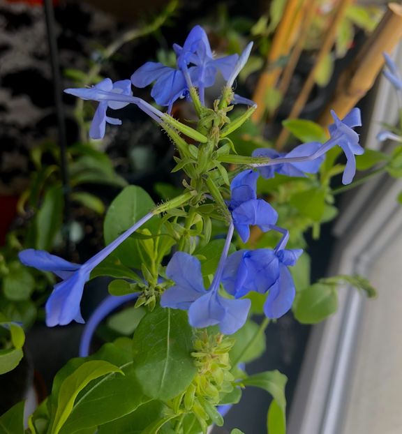 Plumbago - Plumbago