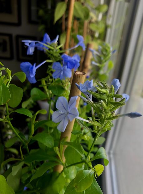 Plumbago - Plumbago