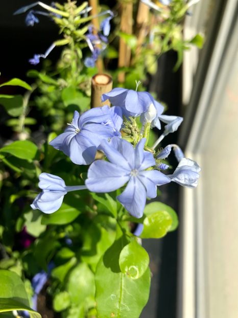 Plumbago - Plumbago