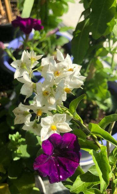 Solanum Jasminoides - Solanum Jasminoides