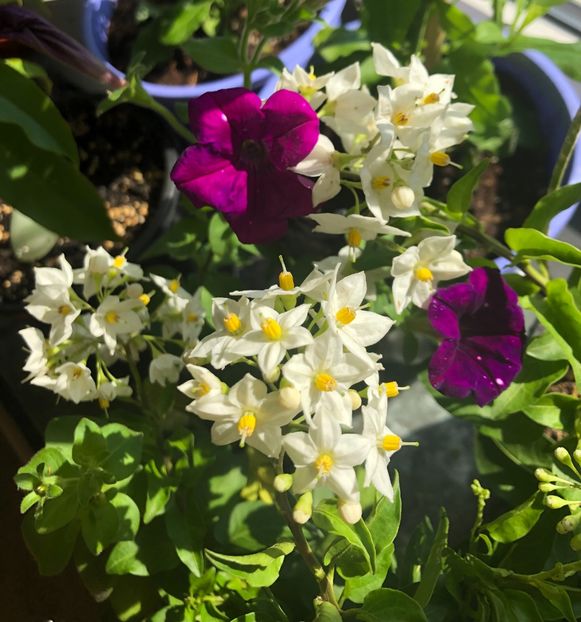 Solanum Jasminoides - Solanum Jasminoides