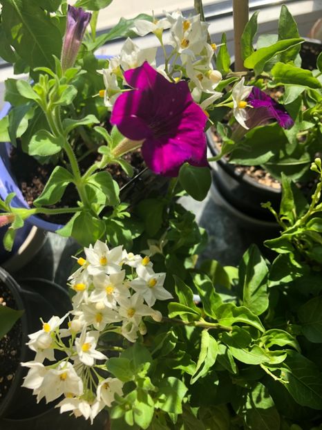 Solanum Jasminoides - Solanum Jasminoides