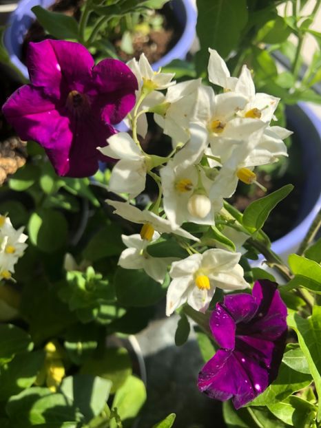 Solanum Jasminoides - Solanum Jasminoides