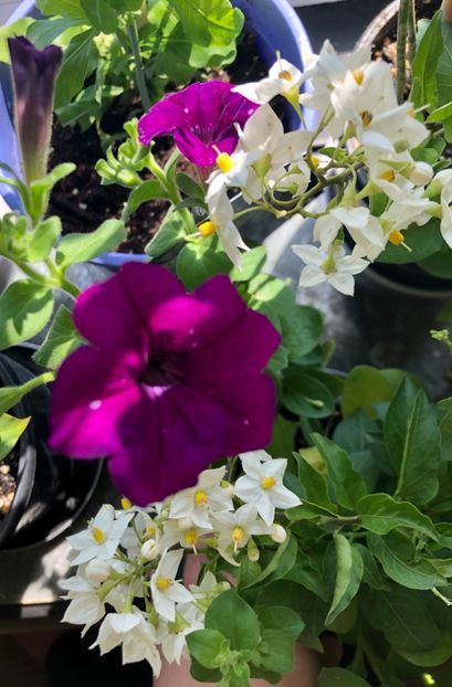 Solanum Jasminoides - Solanum Jasminoides