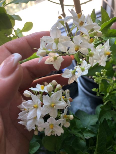 Solanum Jasminoides - Solanum Jasminoides