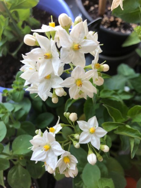 Solanum Jasminoides - Solanum Jasminoides