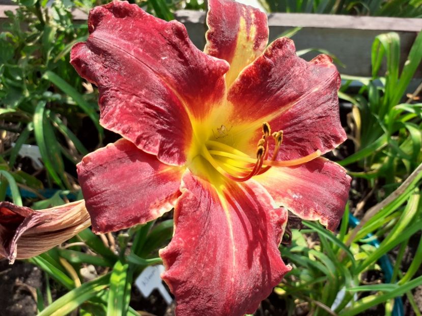 Kleopatra - Hemerocallis 2021