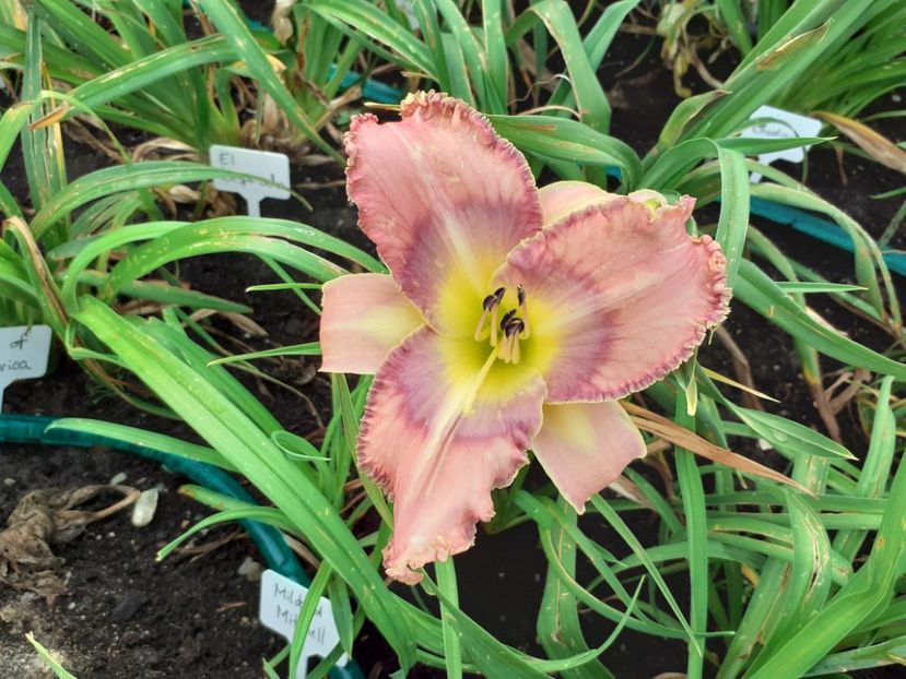 Mildred Mitchell - Hemerocallis 2021