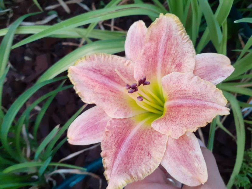 Happy hooligan - Hemerocallis 2021