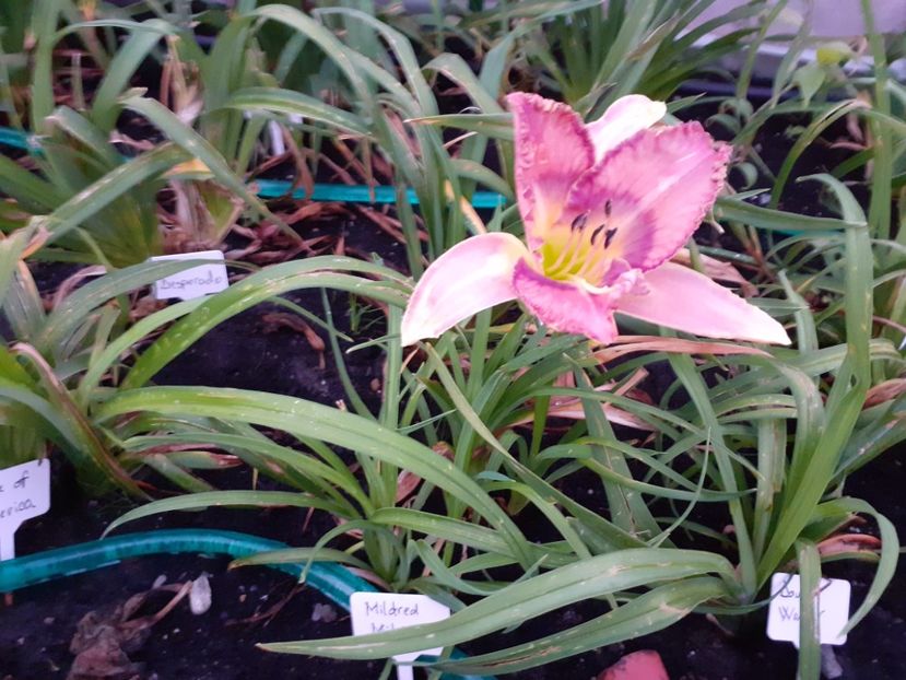 Mildred Mitchell - Hemerocallis 2021