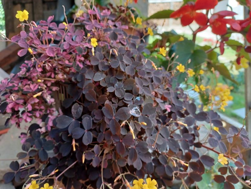 - Oxalis 2021