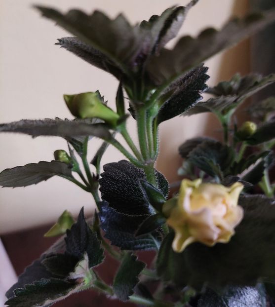  - BRID-S LUISA MARIA