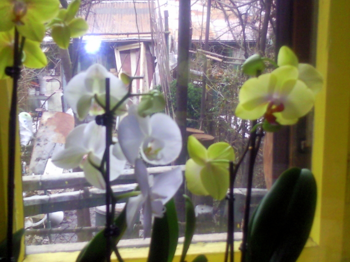  - phalaenopsis