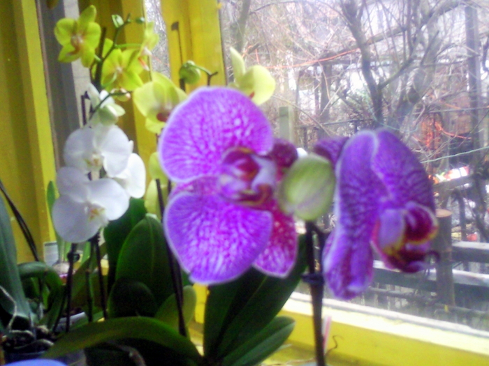  - phalaenopsis