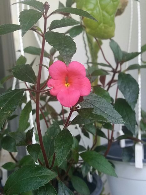 Jay Dee pink - Achimenes varietati - drumul florilor