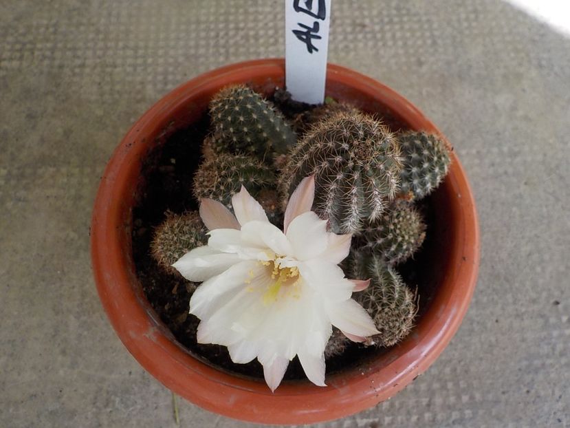  - chamacereus hibrid