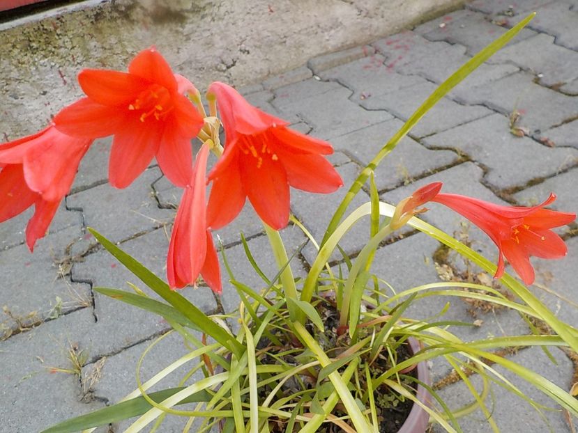  - cyrtanthus elatus