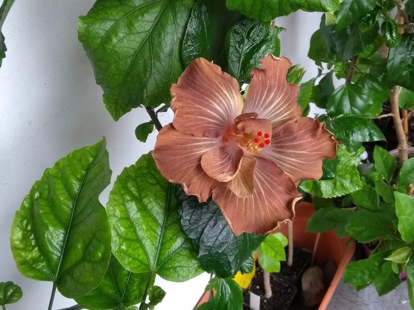  - Hibiscus din seminte 2020-2021