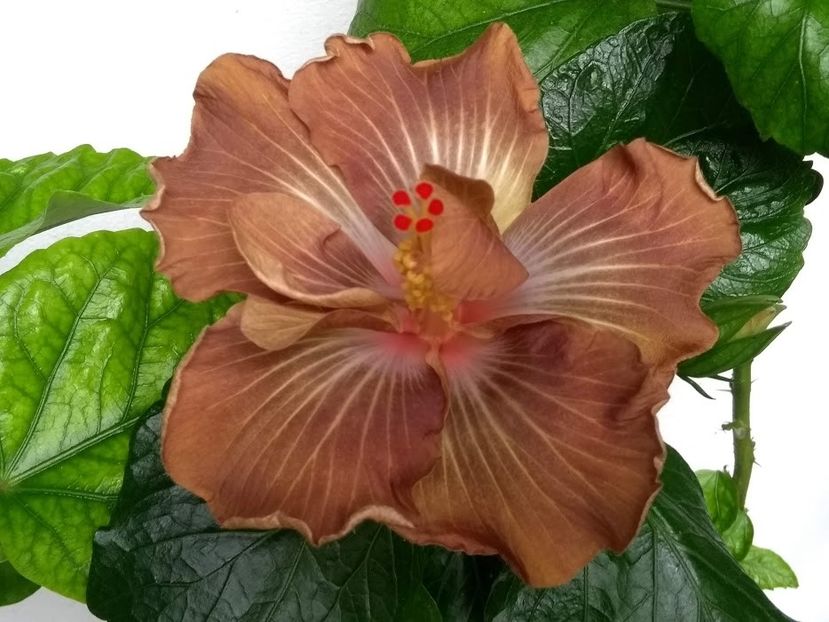  - Hibiscus din seminte 2020-2021