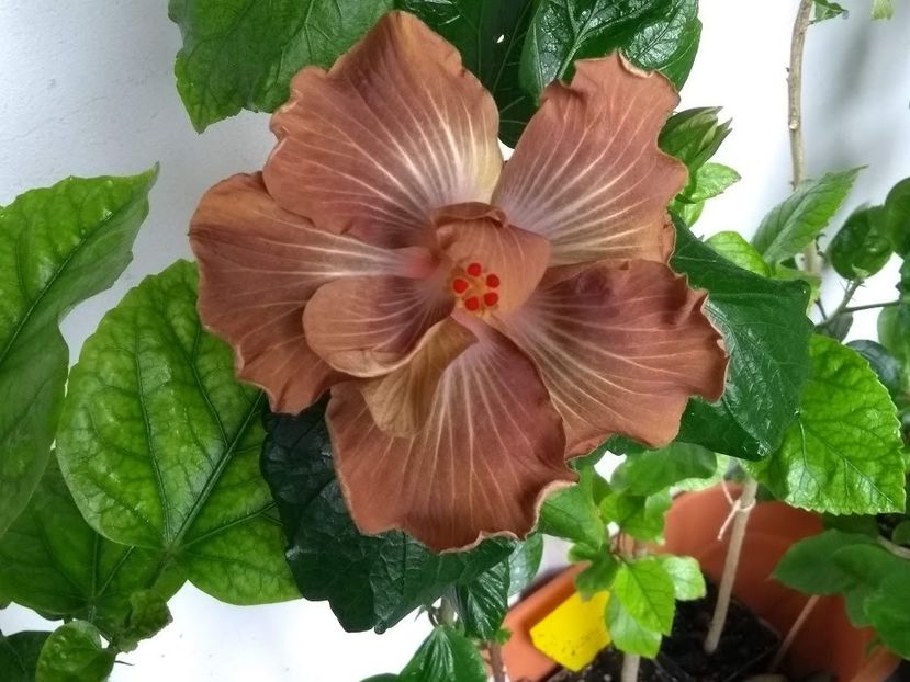  - Hibiscus din seminte 2020-2021