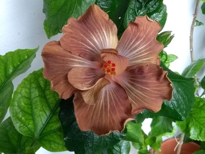  - Hibiscus din seminte 2020-2021