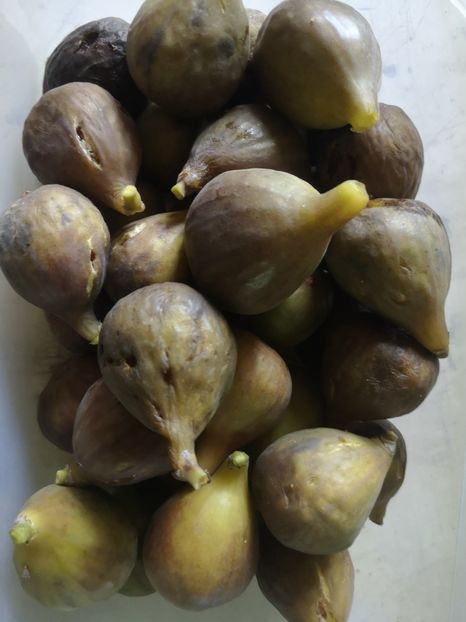 15.07 - Arbori fructiferi 2021