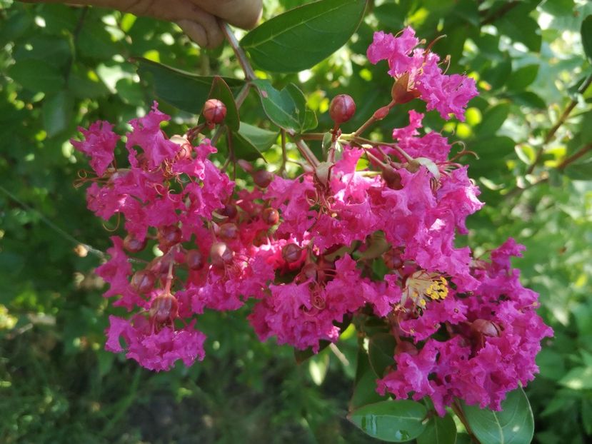  - arbori ornamentali 2021