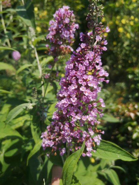  - arbori ornamentali 2021