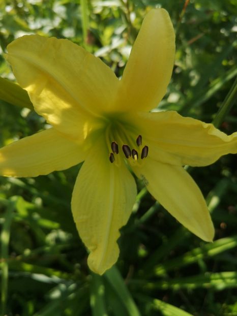 Hyperion - hemerocallis 2021