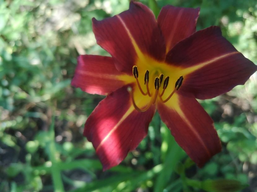  - hemerocallis 2021