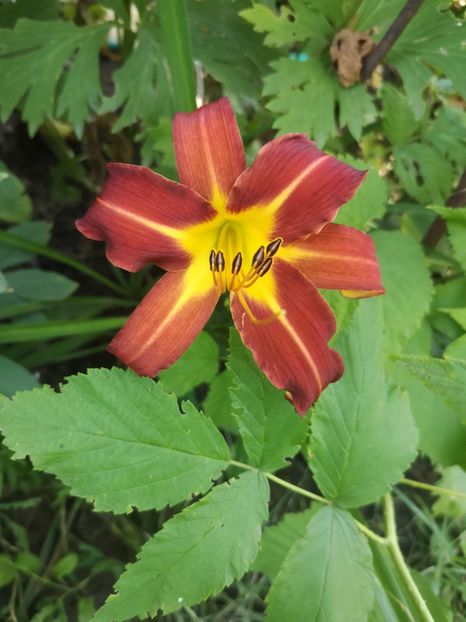  - hemerocallis 2021