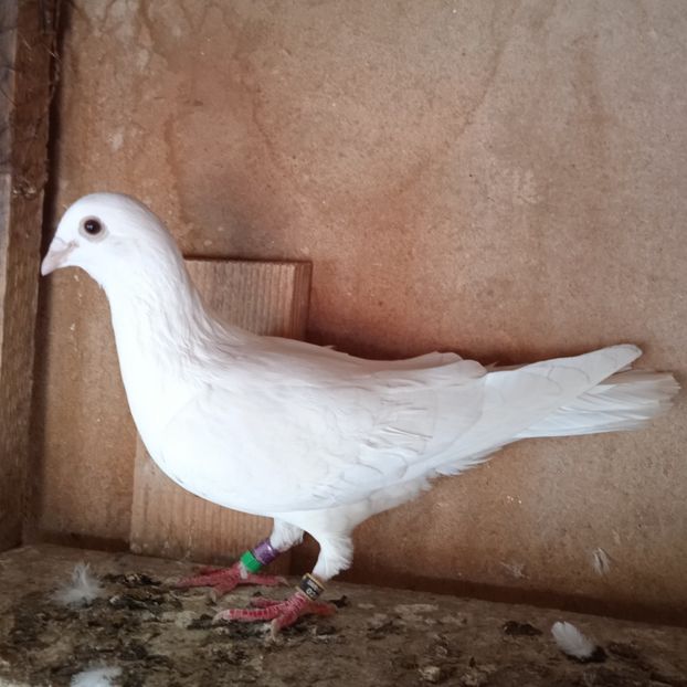 Femela 18-008....-Stoenesti - Porumbei vanduti