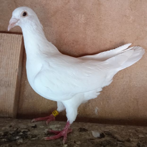 Mascul 19-979....-Stoenesti - Porumbei vanduti