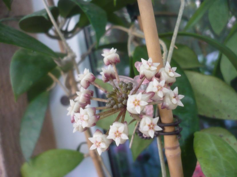 P1490663 - HOYA 2021-2
