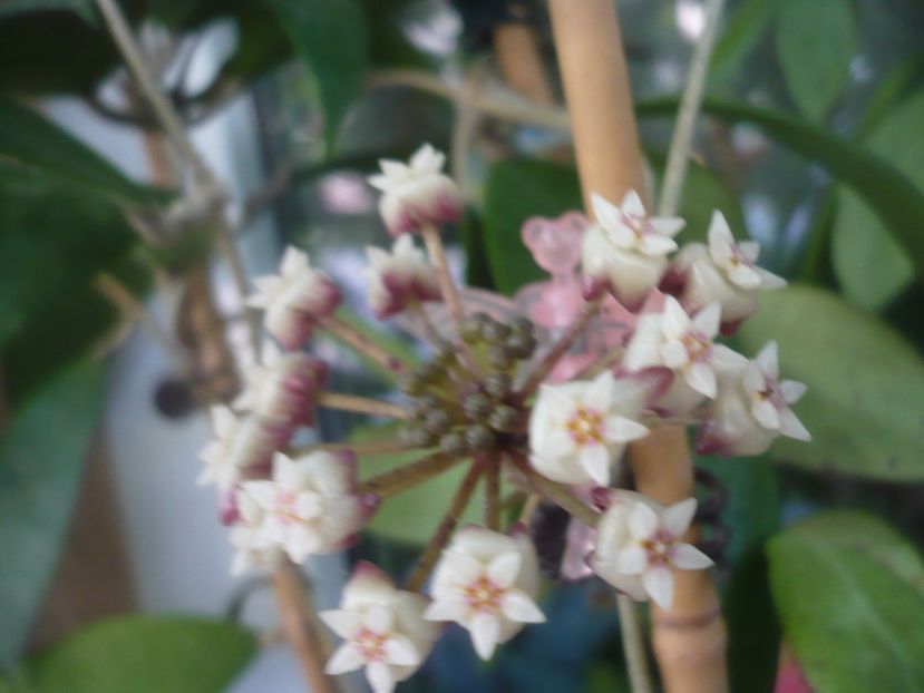 P1490664 - HOYA 2021-2