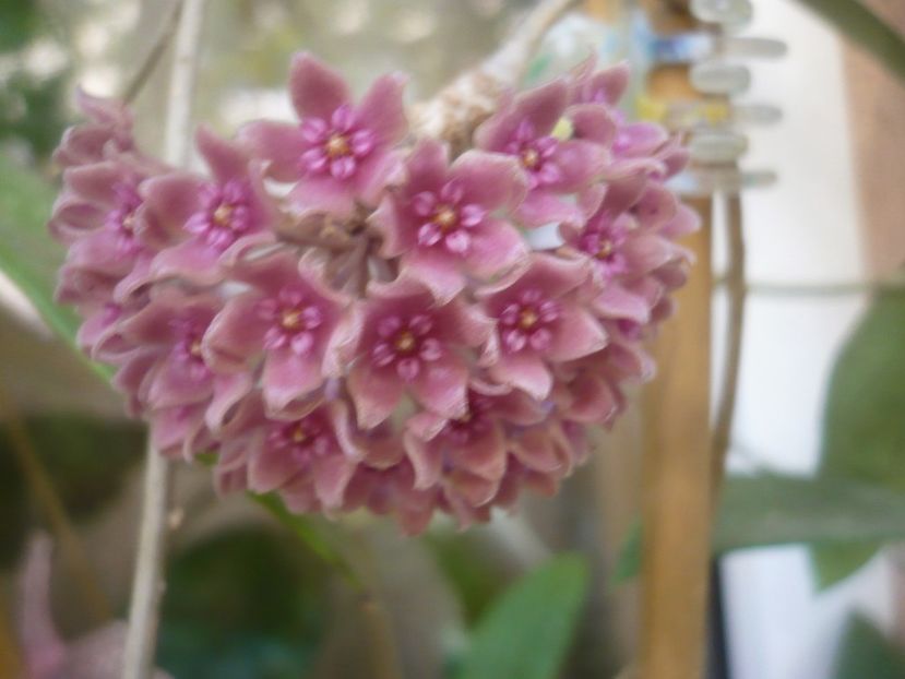 P1490668 - HOYA 2021-2